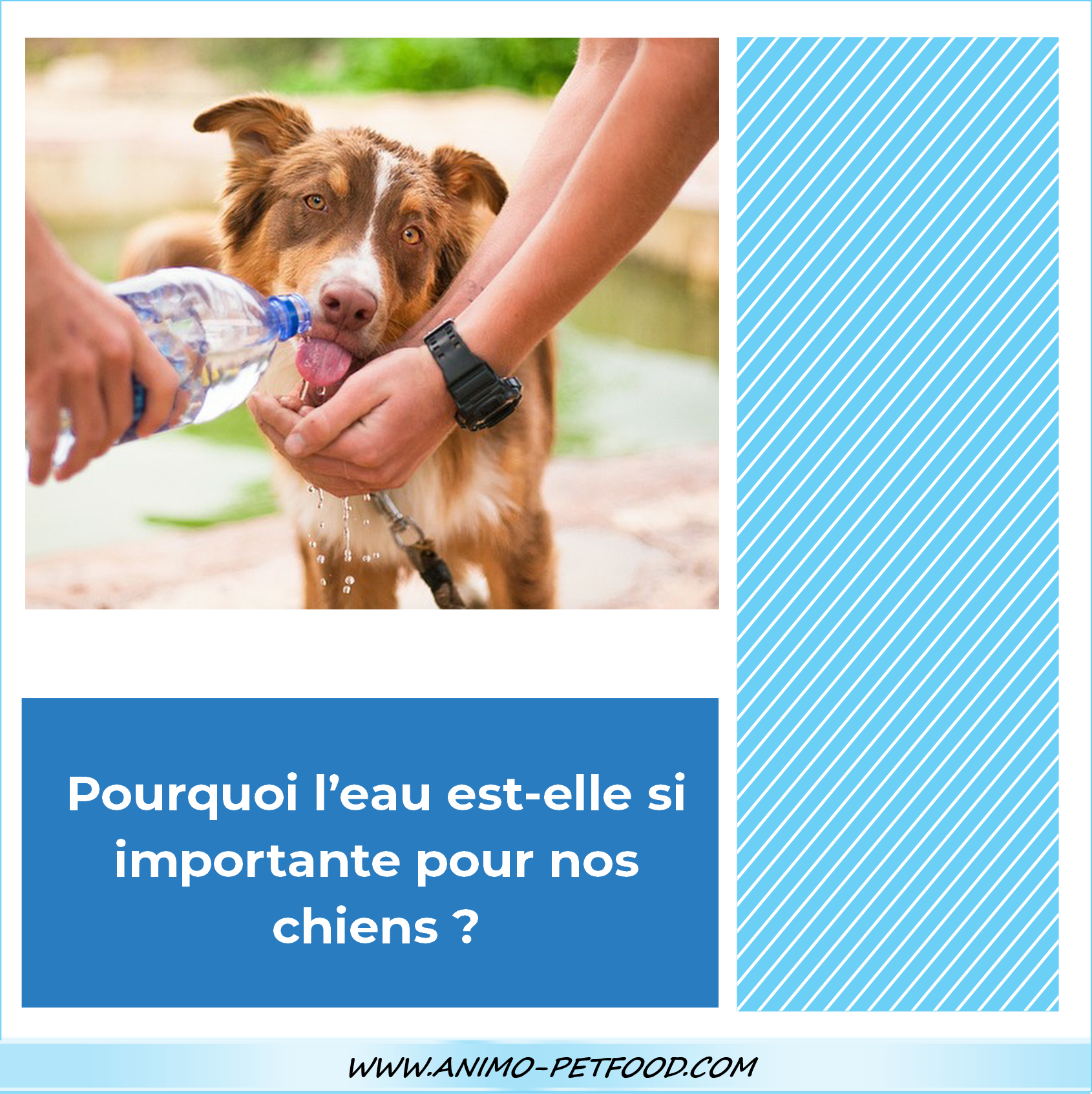 Combien De Temps Un Chien Peut Il Rester Sans Boire Chien Nouvelles